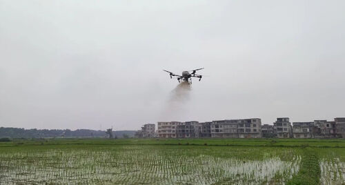 hakkında en son şirket haberleri Eski kasaba: Pirinç veriminin istikrarlı olmasına ve gelirin arttırılmasına yardımcı olmak için "hizmette" olan drone